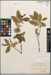 Foto von Salix caprea L. x Salix nigricans Sm.